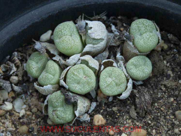 SuculentasAizoaceae Conophytum truncatum(Thunb.) N.E.Br. 1922
