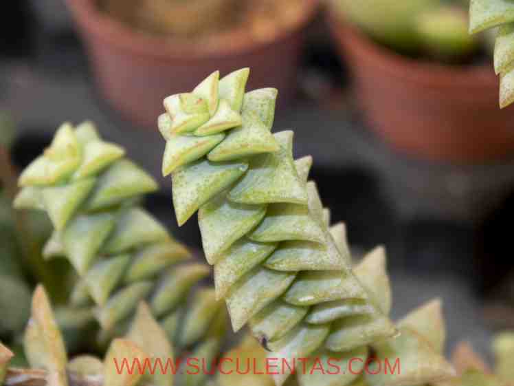 SuculentasCrassulaceae Crassula rupestrisL. 1753