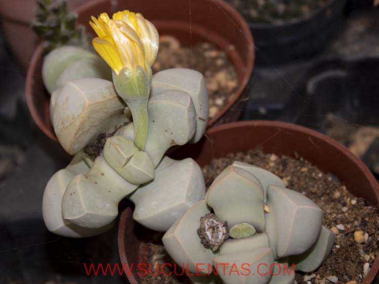 SuculentasAizoaceae Lapidaria margaretae(Schwantes) Dinter & Schwantes