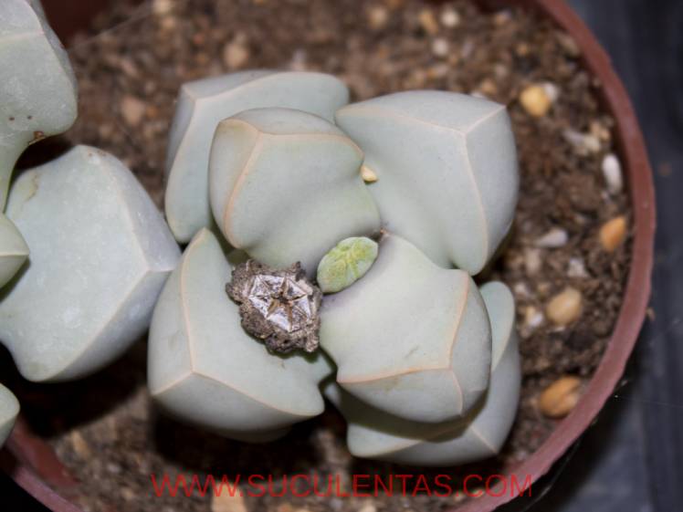 SuculentasAizoaceae Lapidaria margaretae(Schwantes) Dinter & Schwantes
