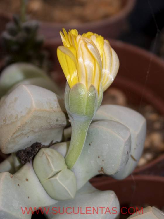 SuculentasAizoaceae Lapidaria(Dinter & Schwantes) N.E. Br., 1927