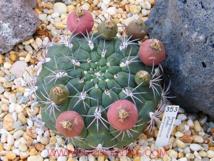 SuculentasCactaceae Cactoideae Trichocereeae Gymnocalycium pflanzii(Vaupel) Werdermann 1935