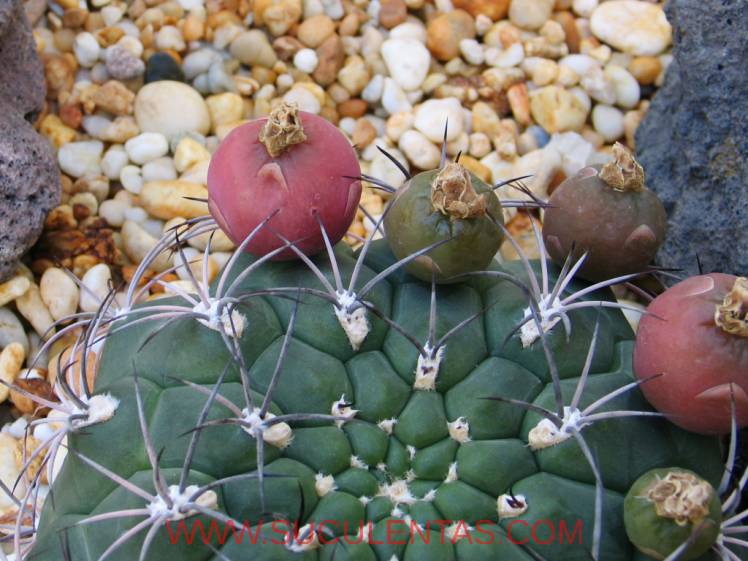 SuculentasCactaceae Cactoideae Trichocereeae Gymnocalycium pflanzii(Vaupel) Werdermann 1935