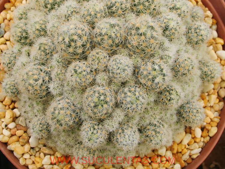 SuculentasCactaceae Cactoideae Cacteae Escobaria sneedii Spp leei(Boedeker) D. R. Hunt 1997