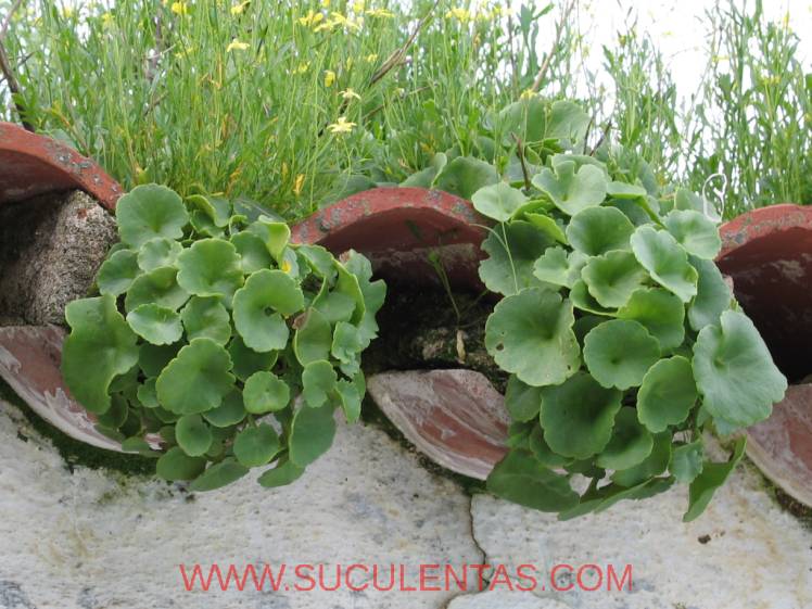 SuculentasCrassulaceae Umbilicus gaditanusBoiss