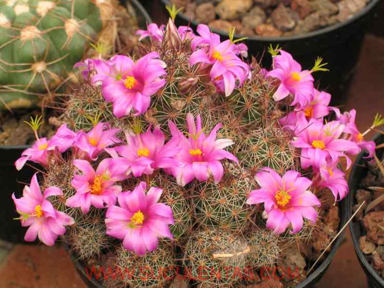 SuculentasCactaceae Cactoideae Cacteae Cochemiea(Backeberg)Walton  1899