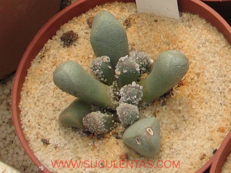 SuculentasAizoaceae Psammophora longifoliaL.Bolus