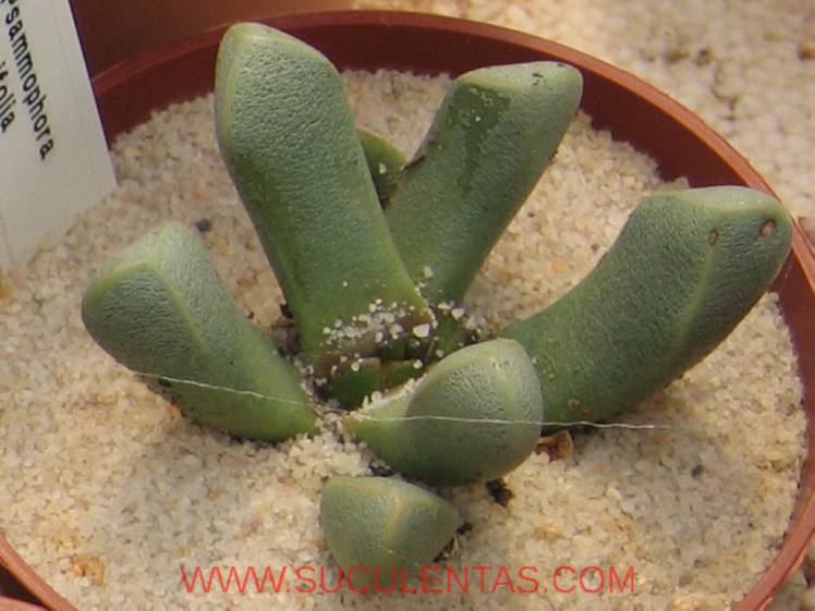 SuculentasAizoaceae PsammophoraDinter & Schwantes1926.