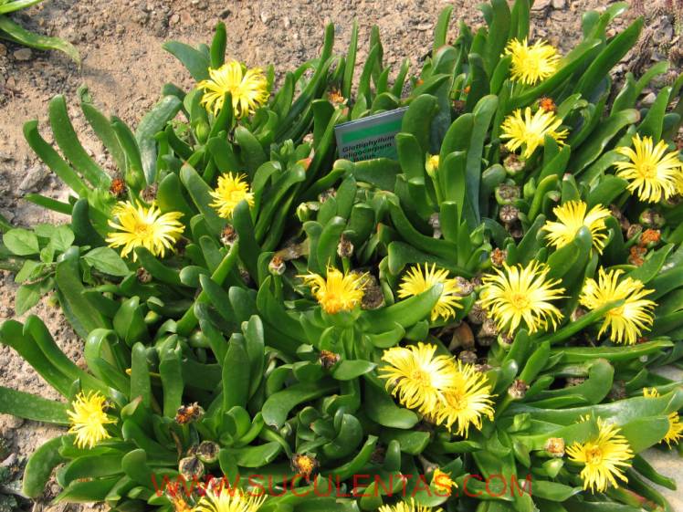 SuculentasAizoaceae Glottiphyllum oligocarpum L.Bolus