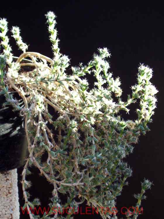 SuculentasAizoaceae Trichodiadema bulbosumSchwantes 1926