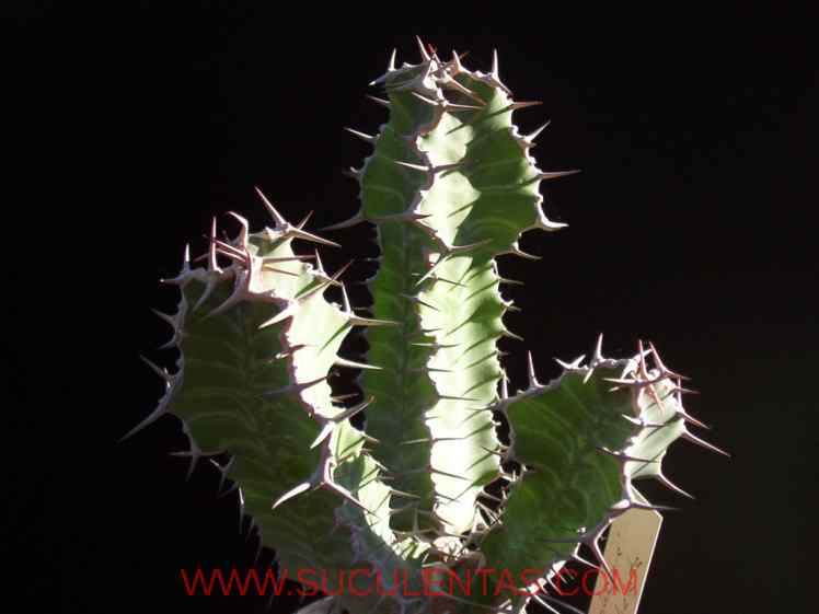 SuculentasEuphorbiaceae Euphorbia grandialata R.A.Dyer  1937