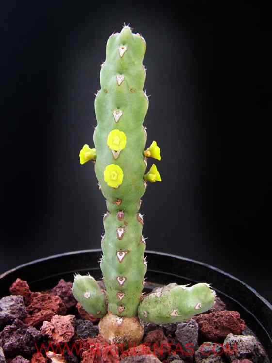 SuculentasEuphorbiaceae Euphorbia debilispinaL.C.Leach1992