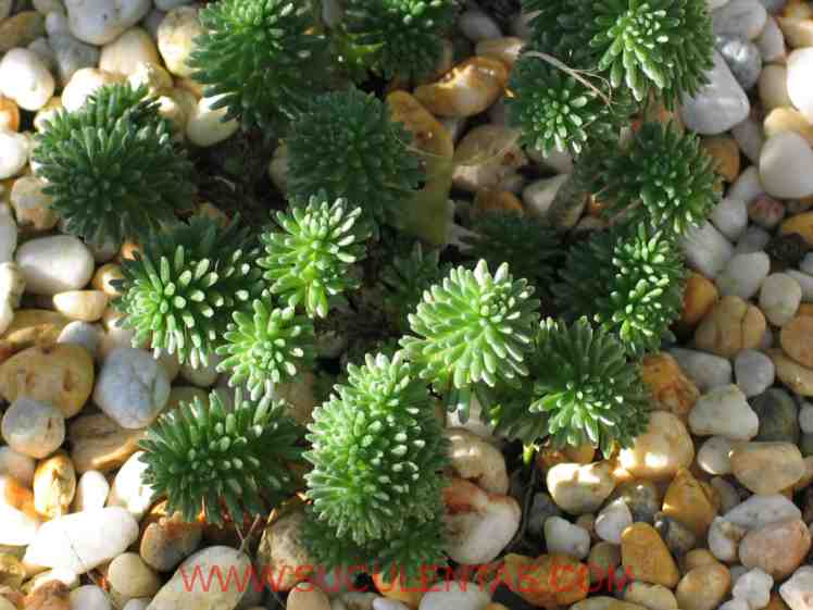 SuculentasCrassulaceae Sedum multicepsCoss. & Durieu1862