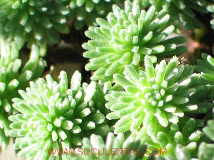 SuculentasCrassulaceae Sedum multicepsCoss. & Durieu1862