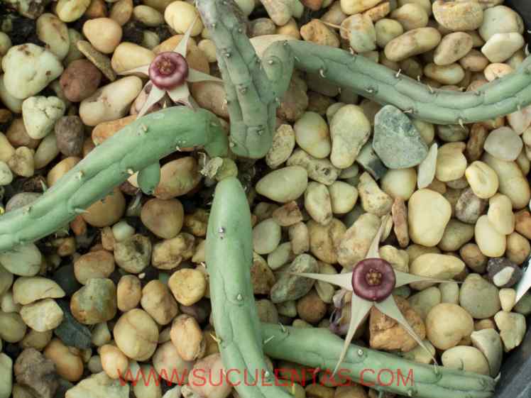SuculentasApocynaceae Asclepiadoideae Huernia procumbens(R.A.Dyer) L.C.Leach1969