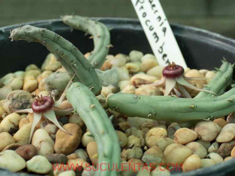 SuculentasApocynaceae Asclepiadoideae Huernia procumbens(R.A.Dyer) L.C.Leach1969