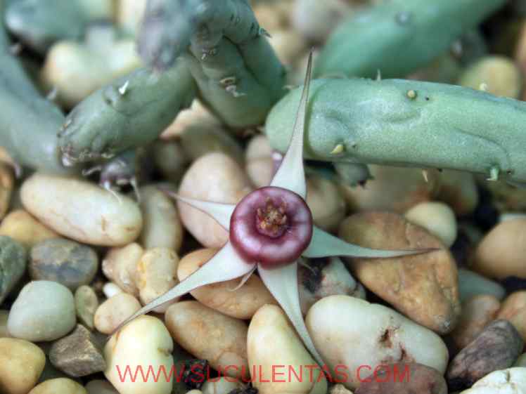 SuculentasApocynaceae AsclepiadoideaeBurnett  1835