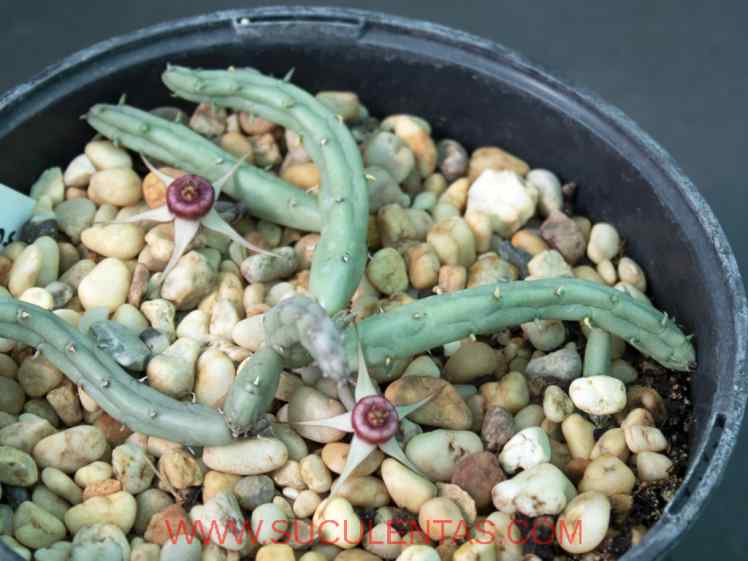 SuculentasApocynaceae Asclepiadoideae HuerniaR.Br.1810