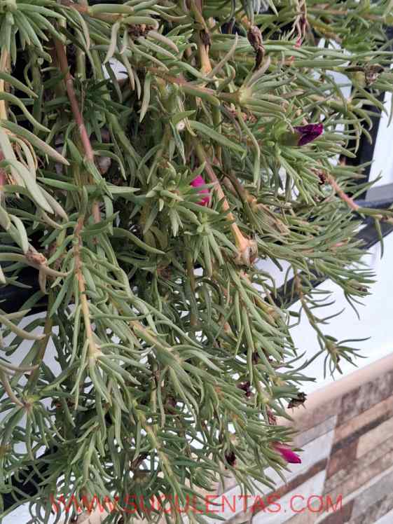 SuculentasPortulacaceae Portulaca grandifloraLinke1857.