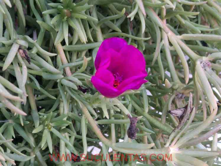 SuculentasPortulacaceae Portulaca grandifloraLinke1857.