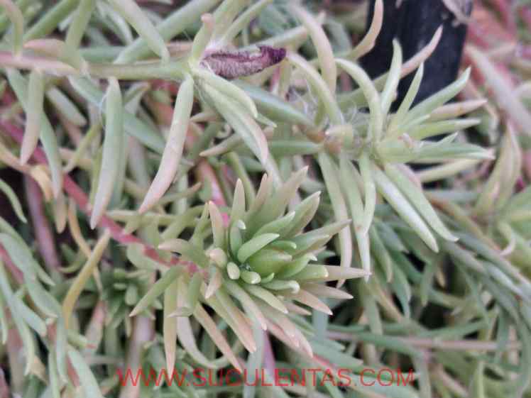 SuculentasPortulacaceae Portulaca grandifloraLinke1857.