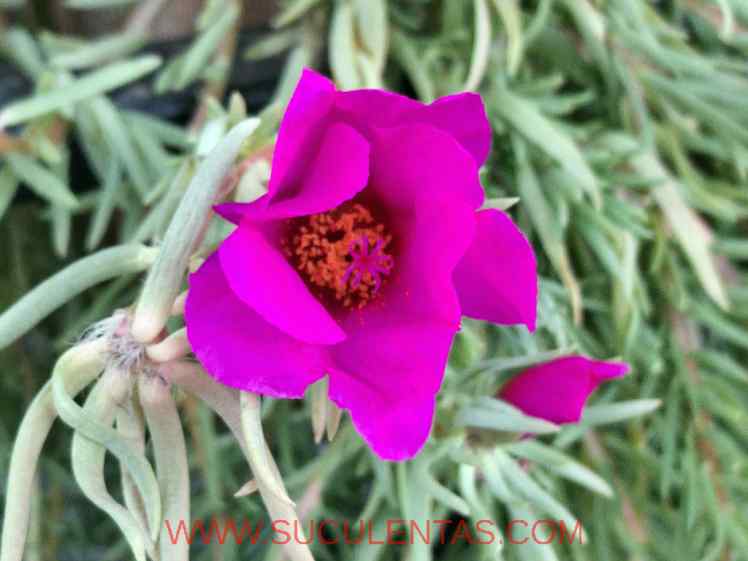 SuculentasPortulacaceae PortulacaL. 1753