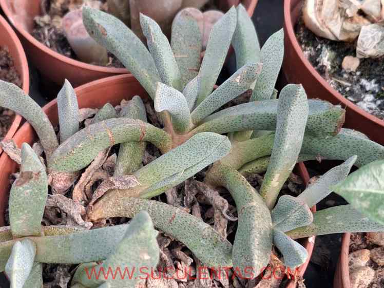 SuculentasAizoaceae Bergeranthus vespertinus