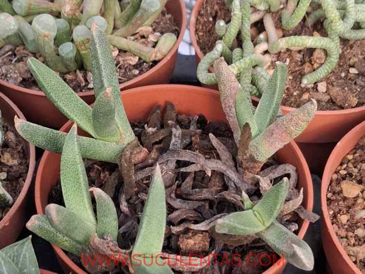 SuculentasAizoaceae BergeranthusSchwantes  1926