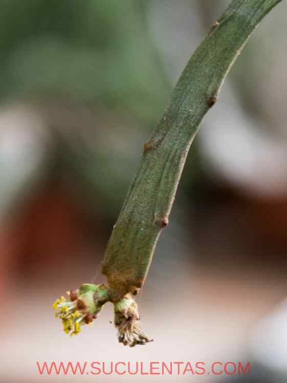 SuculentasEuphorbiaceae Euphorbia xylophylloidesBrongn. ex Lem.1857