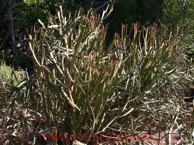 SuculentasEuphorbiaceae Euphorbia xylophylloidesBrongn. ex Lem.1857
