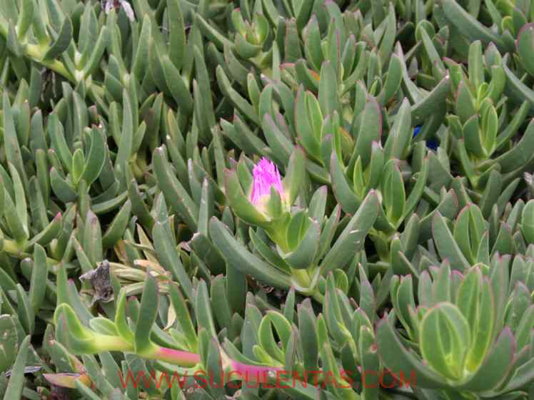 SuculentasAizoaceae Carpobrotus acinaciformis(L.) L.Bolus1927.