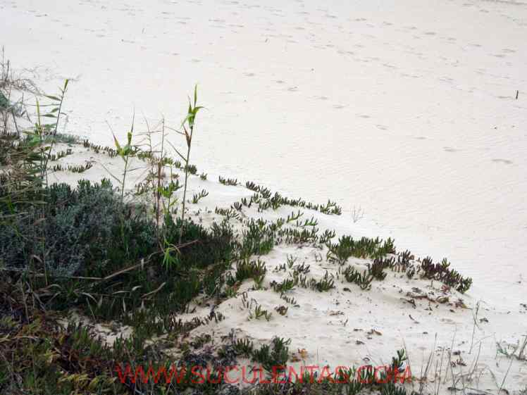 SuculentasAizoaceae Carpobrotus acinaciformis(L.) L.Bolus1927.