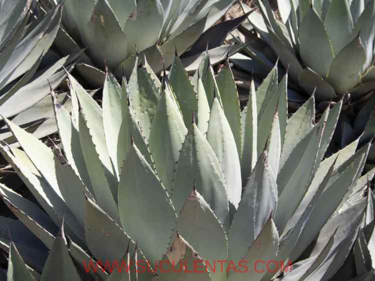 SuculentasAsparagaceae Agavoideae Agave parryiEngelm 1875