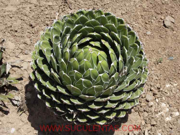 SuculentasAsparagaceae Agavoideae Agave victoriae-reginaeT. Moore 1875