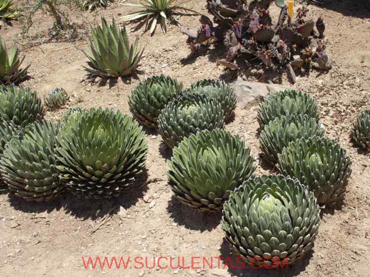 SuculentasAsparagaceae Agavoideae Agave victoriae-reginaeT. Moore 1875