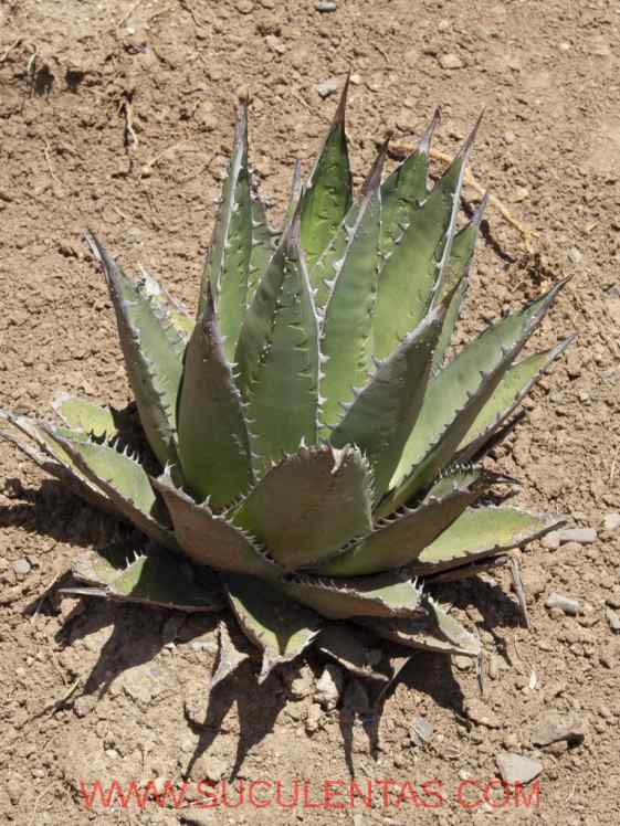 SuculentasAsparagaceae Agavoideae Agave ghiesbreghtiiLem ex Jacobi 1864