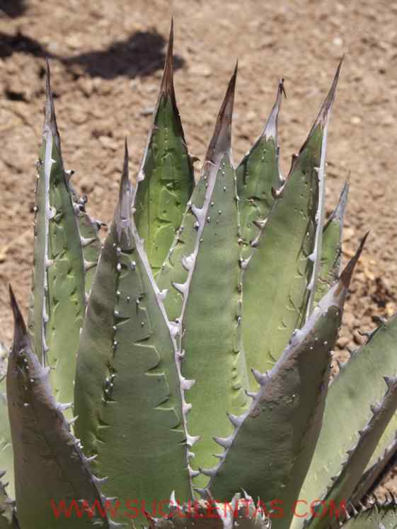 SuculentasAsparagaceae Agavoideae Agave ghiesbreghtiiLem ex Jacobi 1864