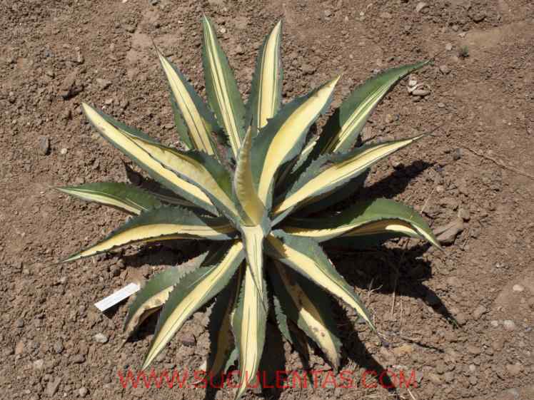SuculentasAsparagaceae Agavoideae Agave americana Var pictaSalm-Dyck 1859