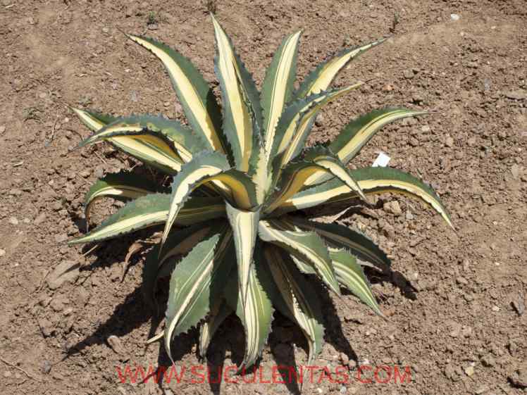 SuculentasAsparagaceae Agavoideae Agave americanaL.1753