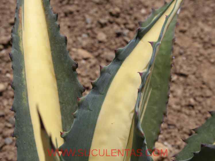 SuculentasAsparagaceae Agavoideae Agave americana Var pictaSalm-Dyck 1859
