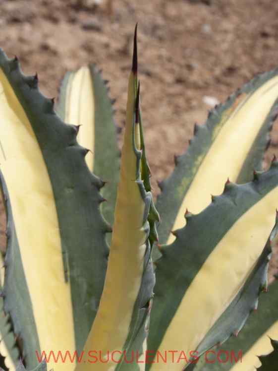 SuculentasAsparagaceae Agavoideae Agave americana Var pictaSalm-Dyck 1859