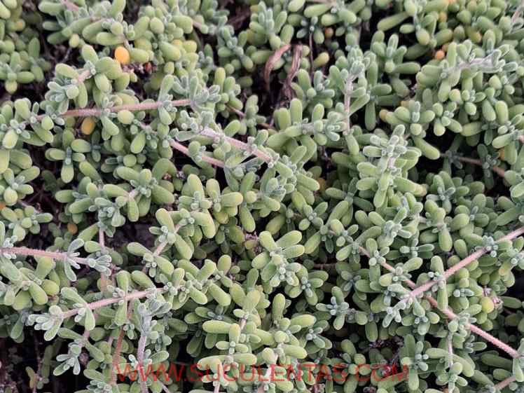 SuculentasAizoaceae MesembryanthemumL.1753.