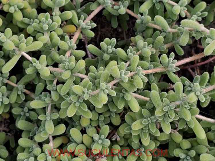 SuculentasAizoaceae Mesembryanthemum nodiflorum