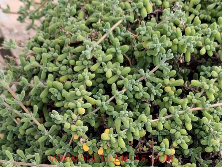 SuculentasAizoaceae Mesembryanthemum nodiflorum
