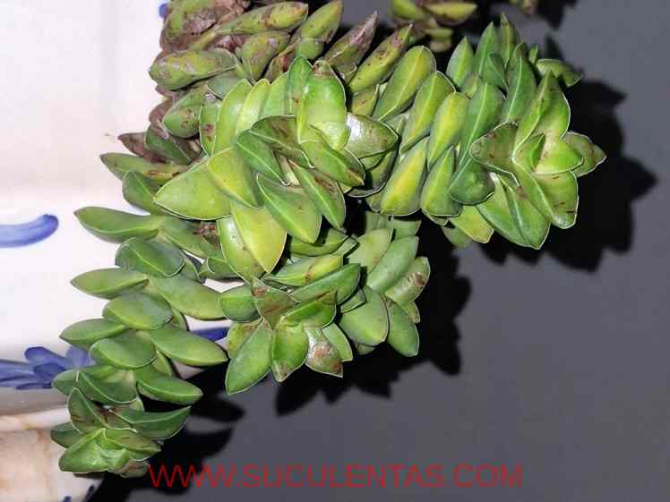 SuculentasCrassulaceae Crassula 'Spring Time'