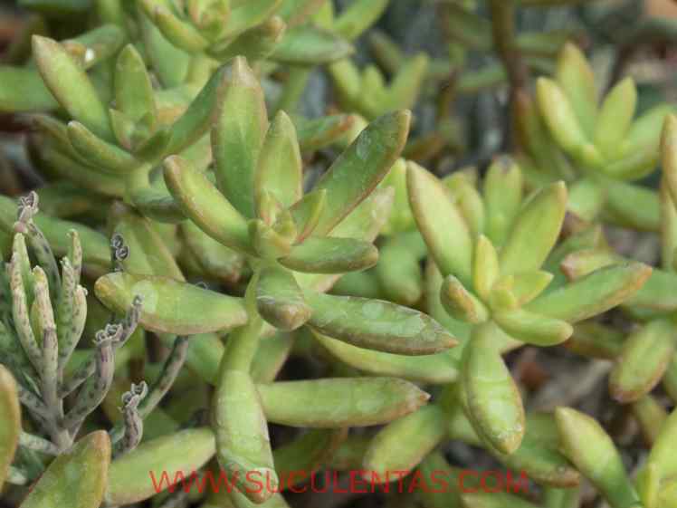 SuculentasCrassulaceae Sedum adolphiiRaym.-Hamet1912