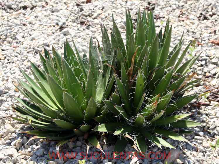 SuculentasAsparagaceae Agavoideae Agave filiferaSalm. Hortus Dickensis 1834