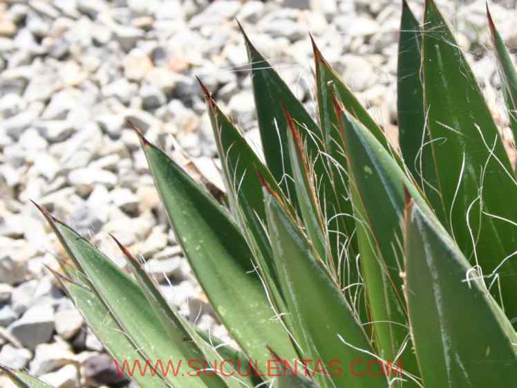 SuculentasAsparagaceae Agavoideae Agave filiferaSalm. Hortus Dickensis 1834
