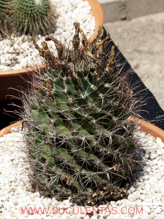 SuculentasCactaceae Cactoideae Cacteae Thelocactus setispinusE. F. Anderson 1987