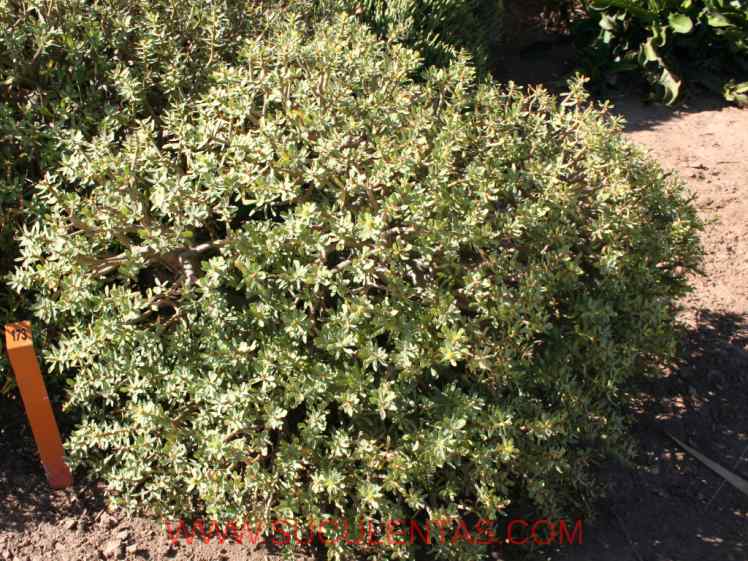 SuculentasEuphorbiaceae Euphorbia balsamiferaAiton1789